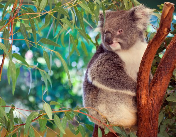 top things to do in Australia - Lone Pine Sanctuary
